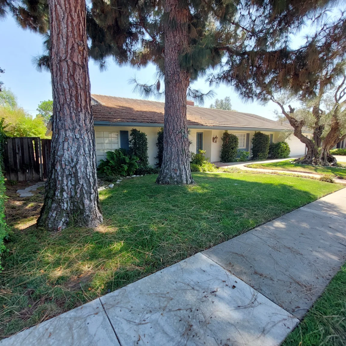 Single-story house with white exterior, green shutters, and brown roof partially shaded by tall pine trees; sidewalk and grass lawn in the foreground.